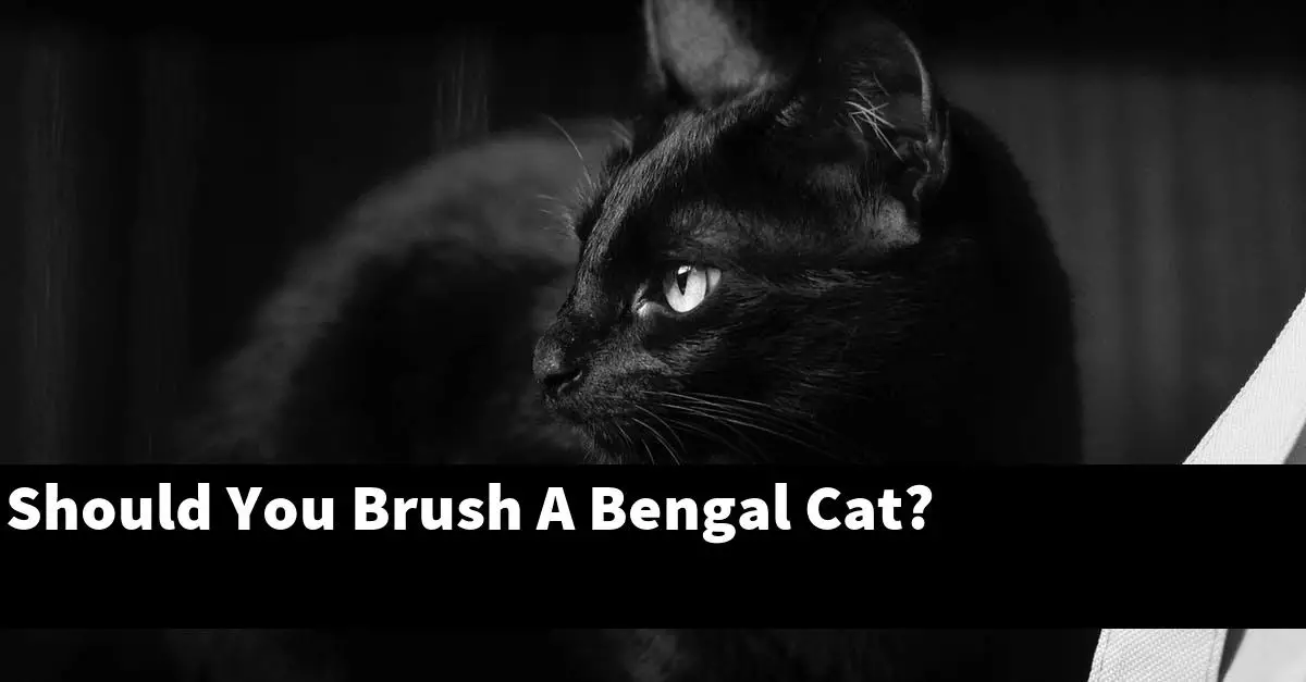 Should You Brush A Bengal Cat?