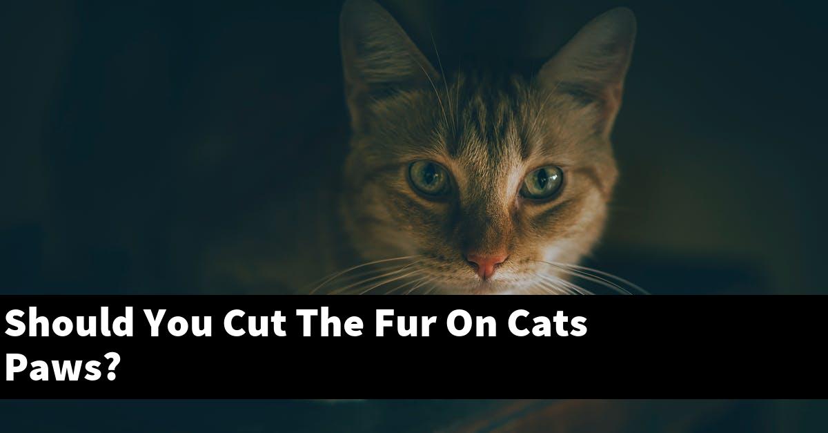 Should You Cut The Fur On Cats Paws?