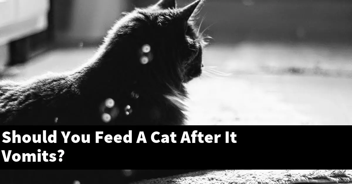 Should You Feed A Cat After It Vomits?