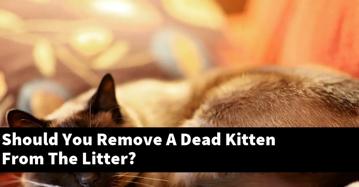 Should You Remove A Dead Kitten From The Litter?
