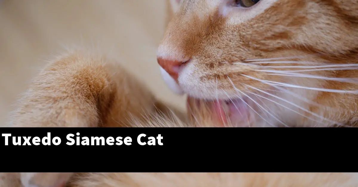 Tuxedo Siamese Cat