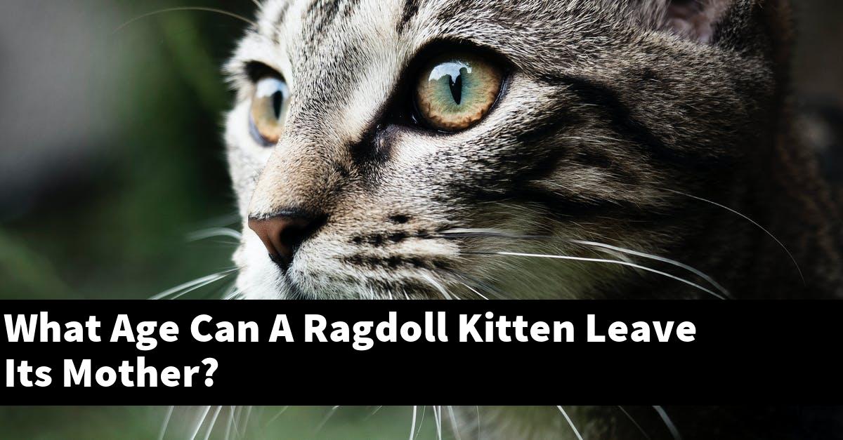 What Age Can A Ragdoll Kitten Leave Its Mother?