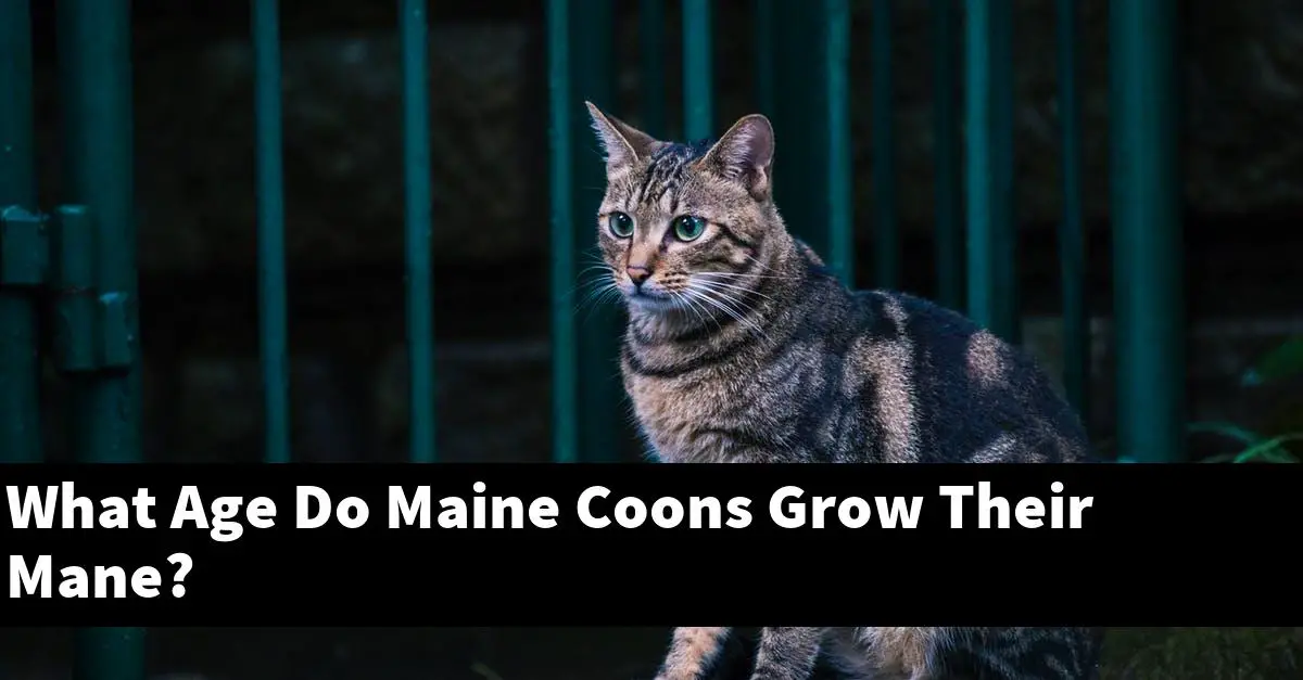 What Age Do Maine Coons Grow Their Mane?