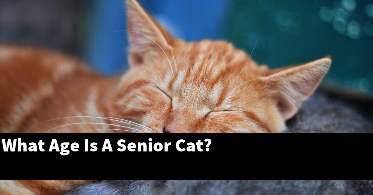 What Age Is A Senior Cat?