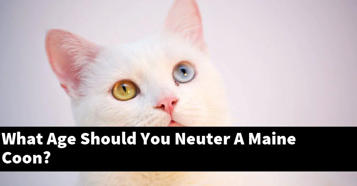 What Age Should You Neuter A Maine Coon?