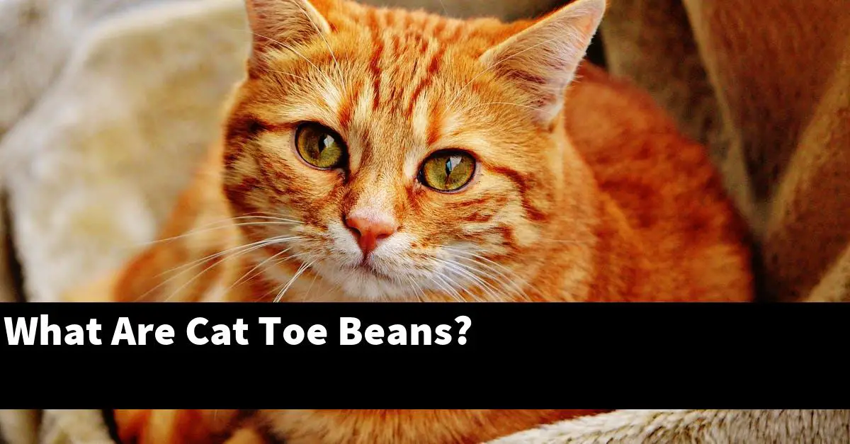 What Are Cat Toe Beans?