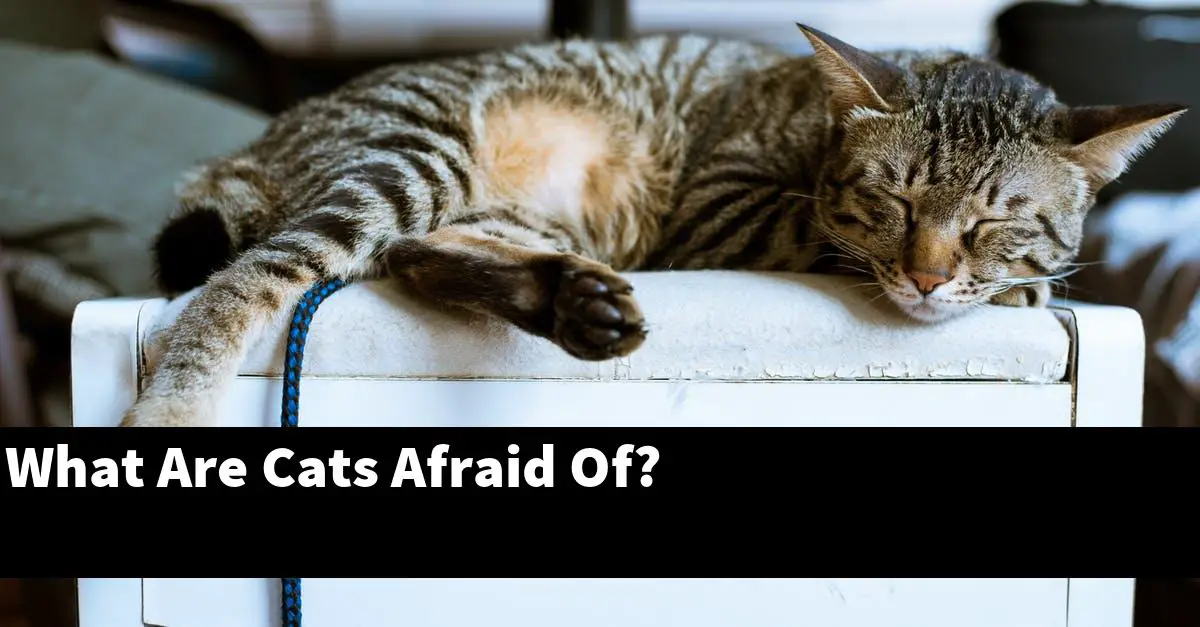 What Are Cats Afraid Of?
