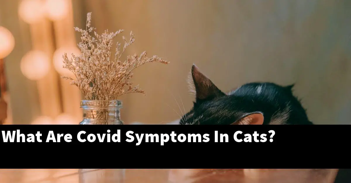 What Are Covid Symptoms In Cats?