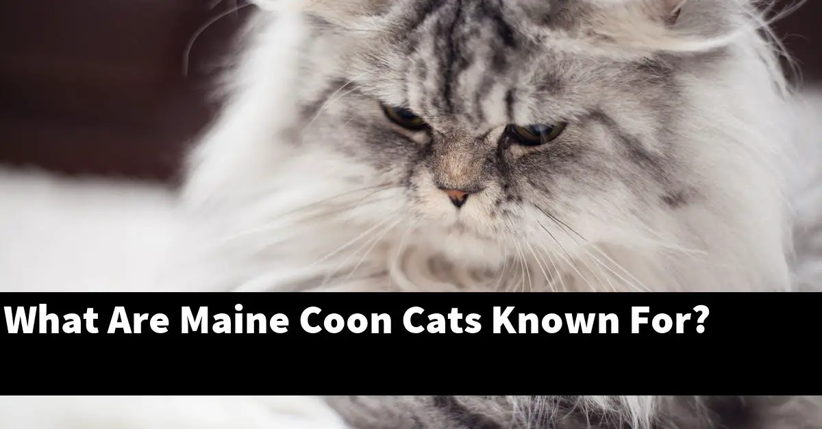 What Are Maine Coon Cats Known For?