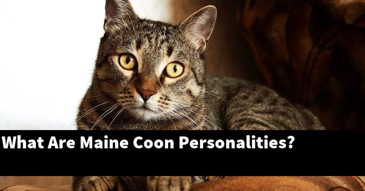 What Are Maine Coon Personalities?