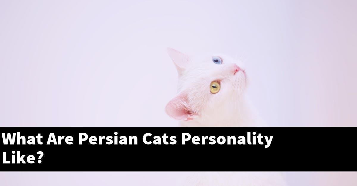 What Are Persian Cats Personality Like?