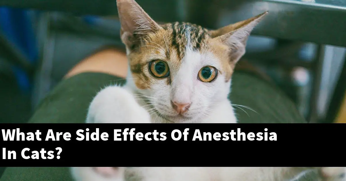 What Are Side Effects Of Anesthesia In Cats?