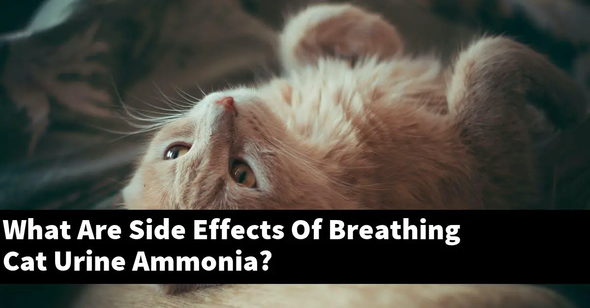 What Are Side Effects Of Breathing Cat Urine Ammonia?