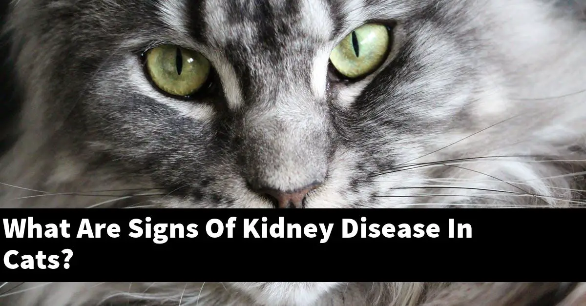 What Are Signs Of Kidney Disease In Cats?