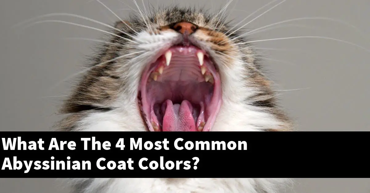 What Are The 4 Most Common Abyssinian Coat Colors?