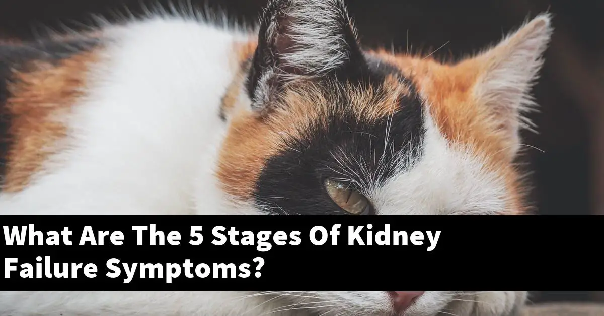 What Are The 5 Stages Of Kidney Failure Symptoms?
