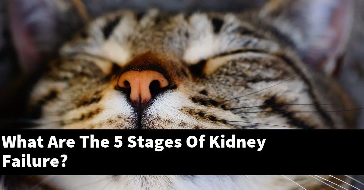 What Are The 5 Stages Of Kidney Failure?