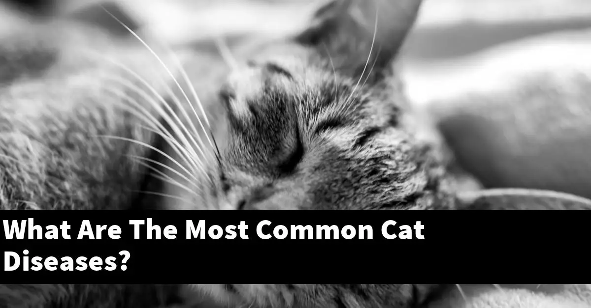 What Are The Most Common Cat Diseases?