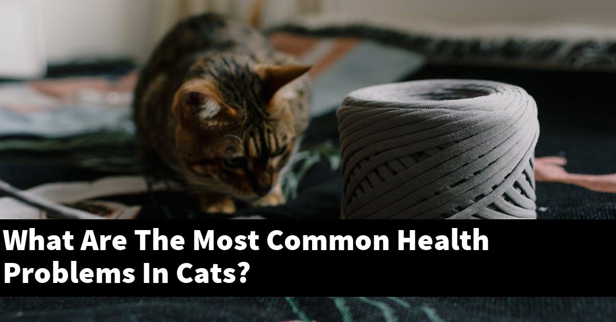 What Are The Most Common Health Problems In Cats?