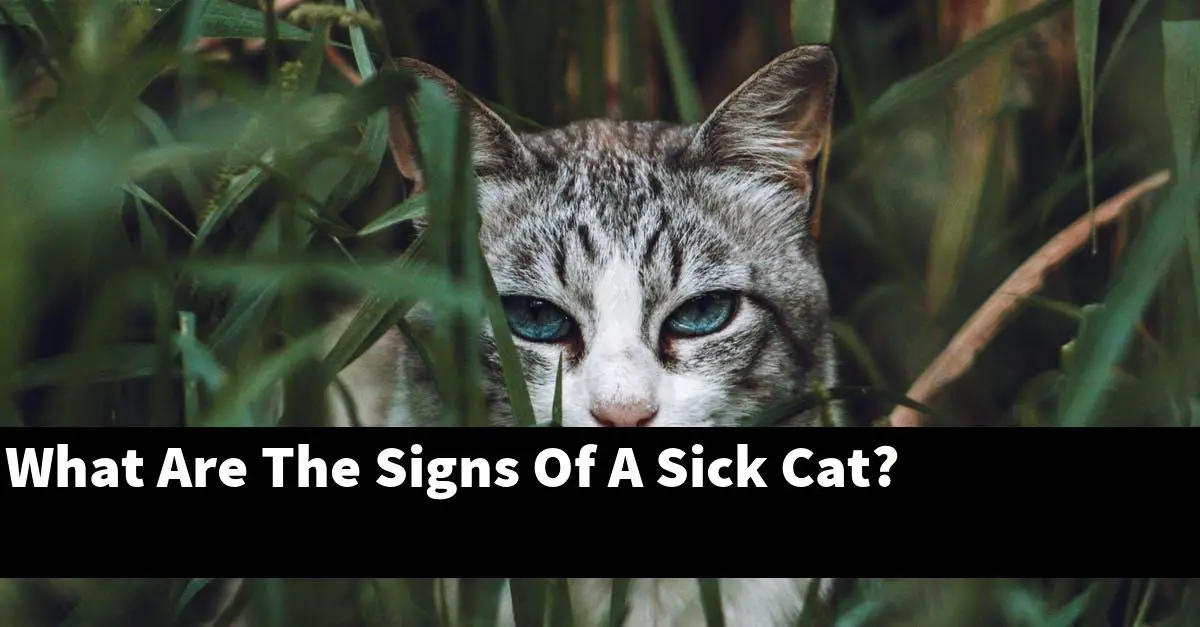 What Are The Signs Of A Sick Cat?
