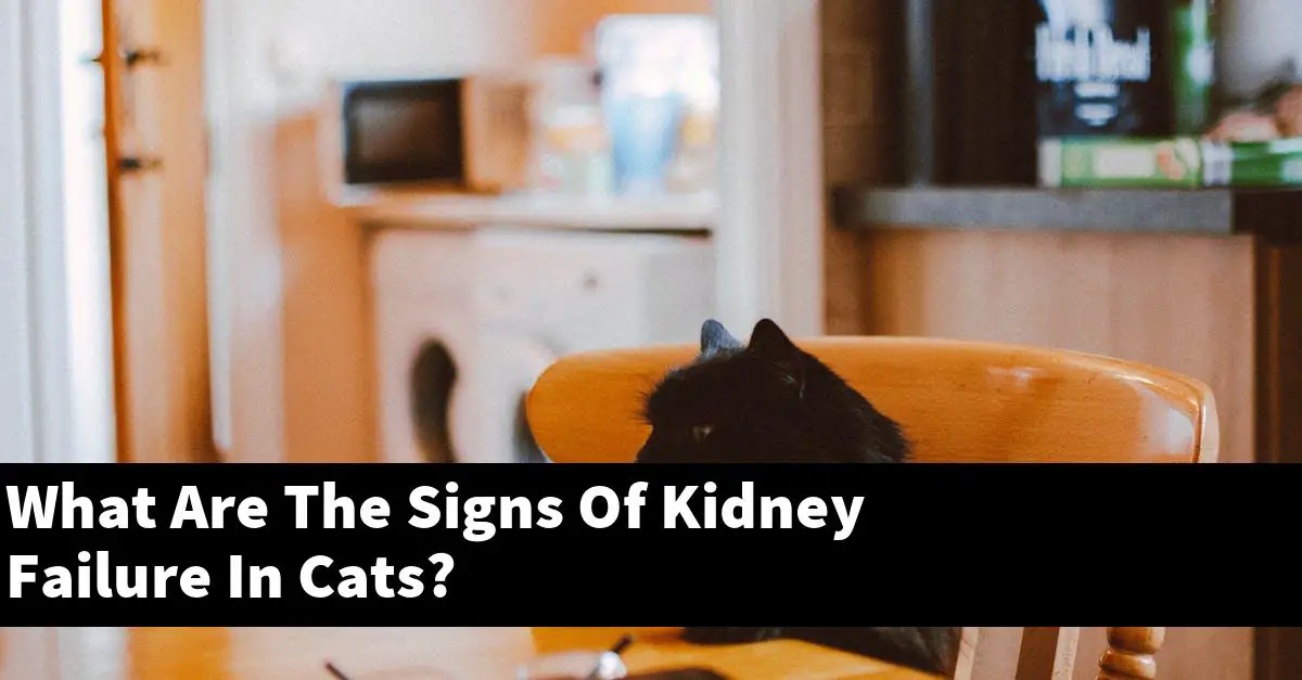What Are The Signs Of Kidney Failure In Cats?