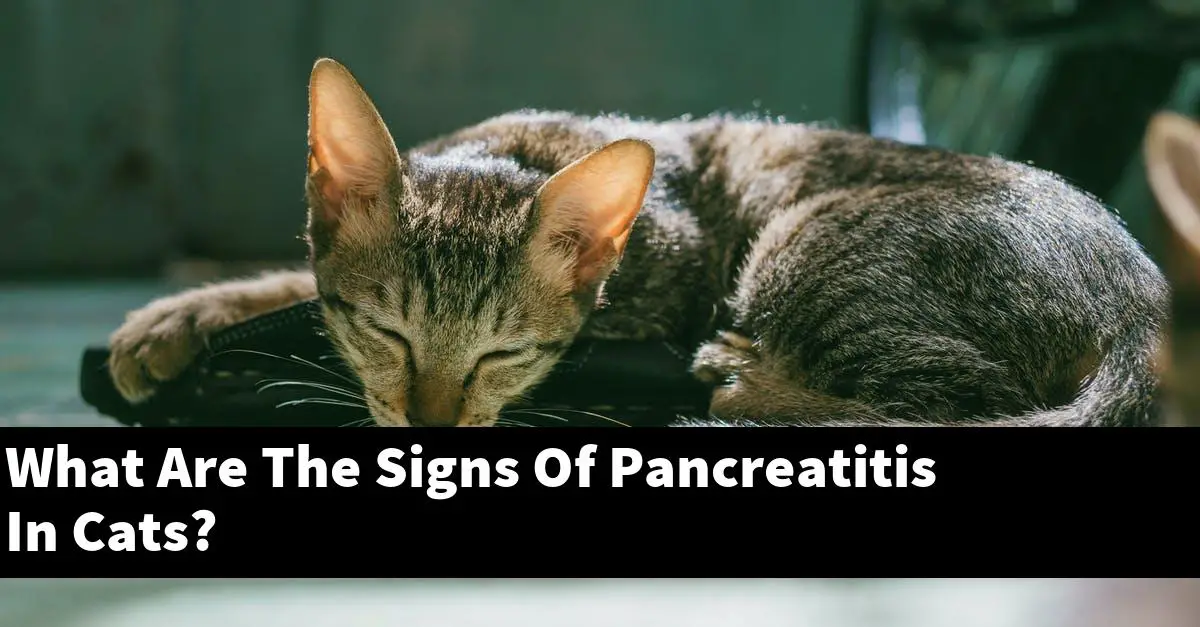 What Are The Signs Of Pancreatitis In Cats?