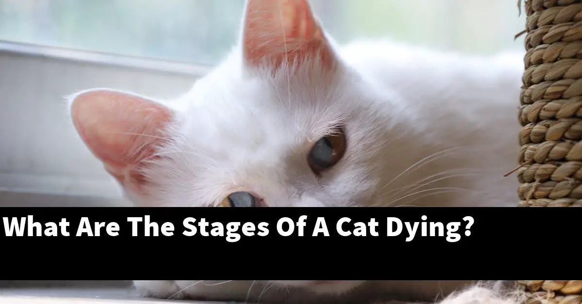 What Are The Stages Of A Cat Dying?