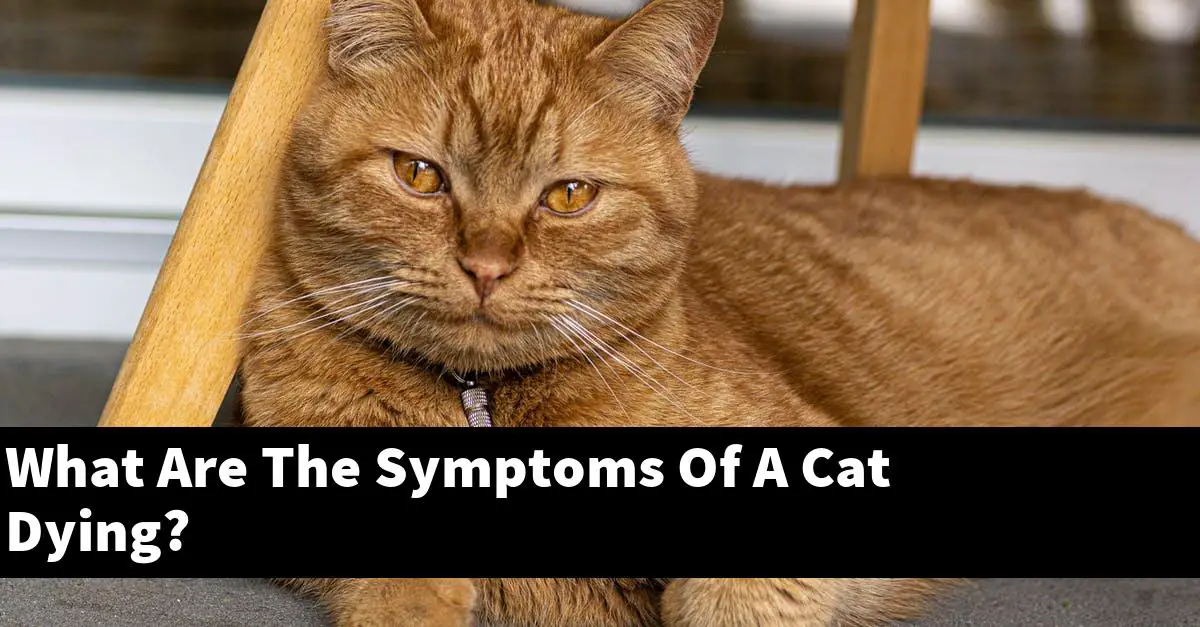 What Are The Symptoms Of A Cat Dying?