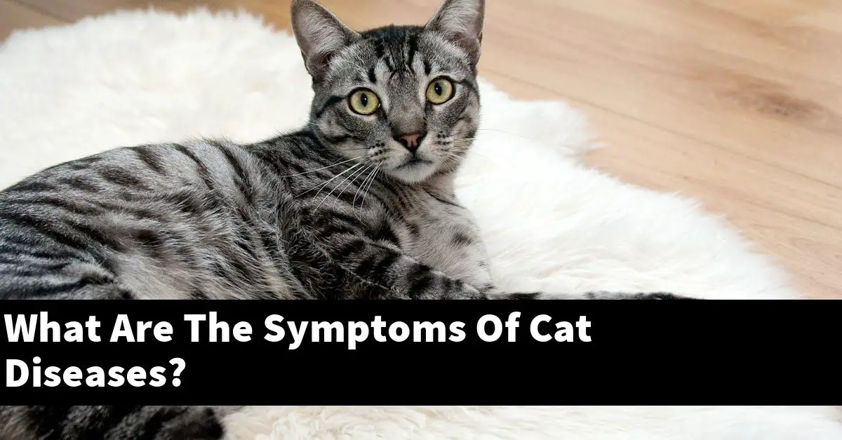 What Are The Symptoms Of Cat Diseases?