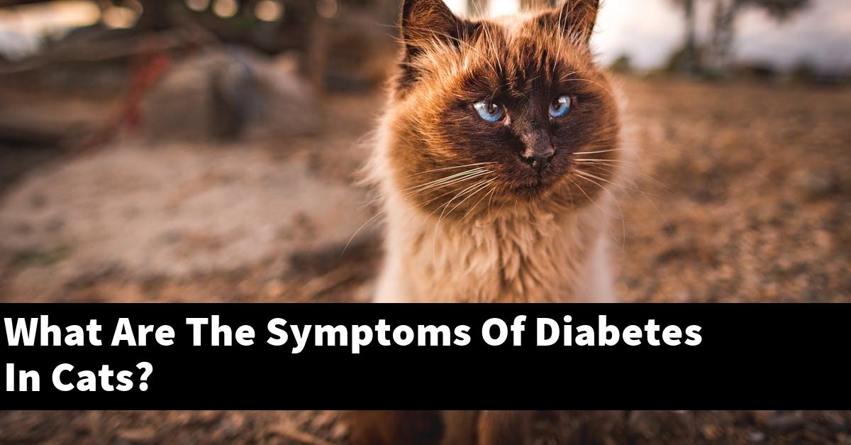 What Are The Symptoms Of Diabetes In Cats?