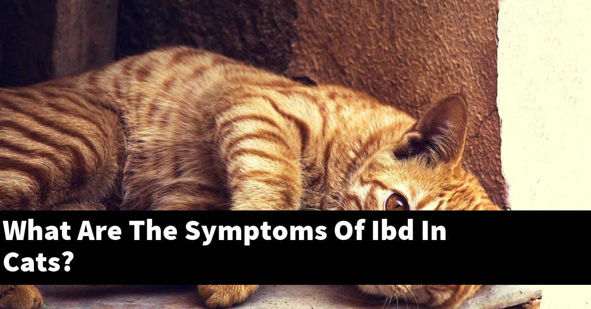 What Are The Symptoms Of Ibd In Cats?