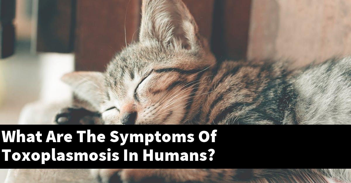 What Are The Symptoms Of Toxoplasmosis In Humans?