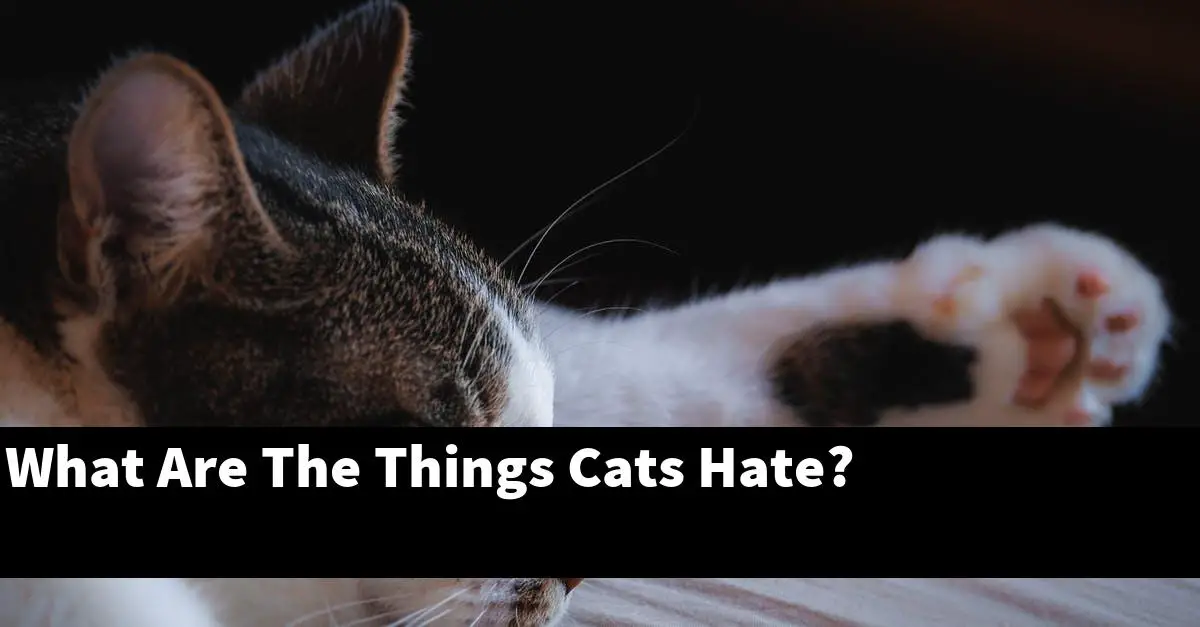 What Are The Things Cats Hate?
