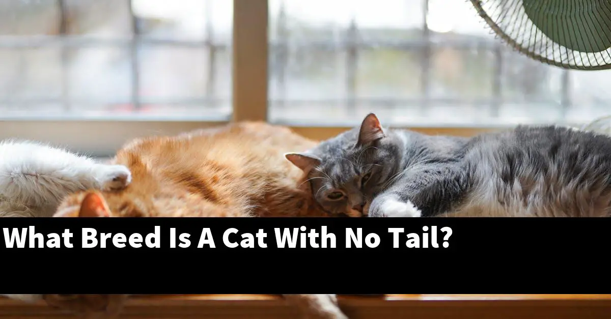 What Breed Is A Cat With No Tail?