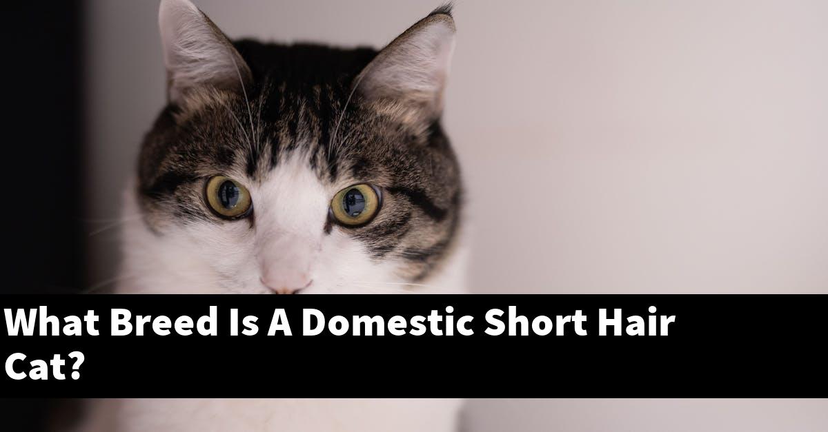 What Breed Is A Domestic Short Hair Cat?