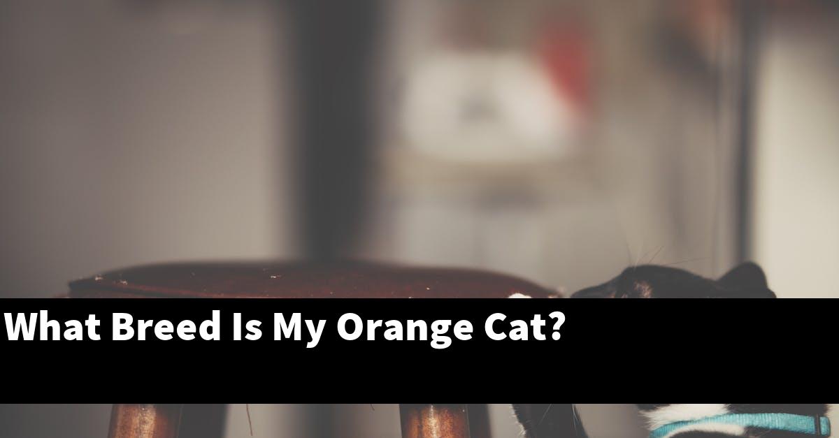 What Breed Is My Orange Cat?