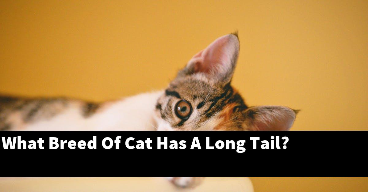 What Breed Of Cat Has A Long Tail?