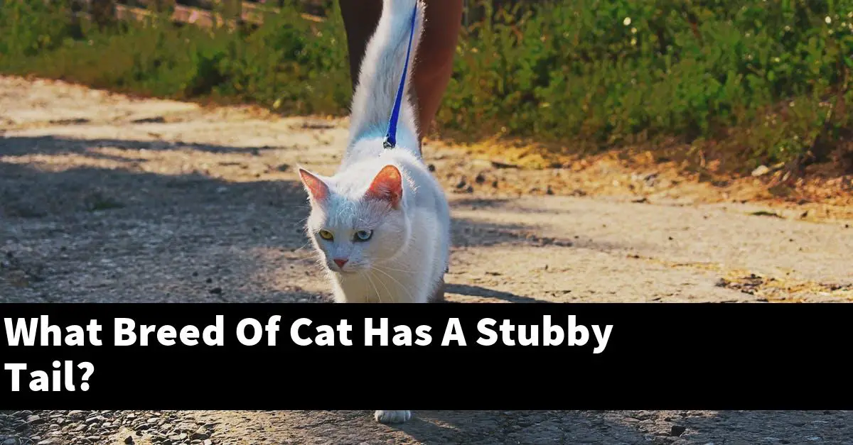 What Breed Of Cat Has A Stubby Tail?