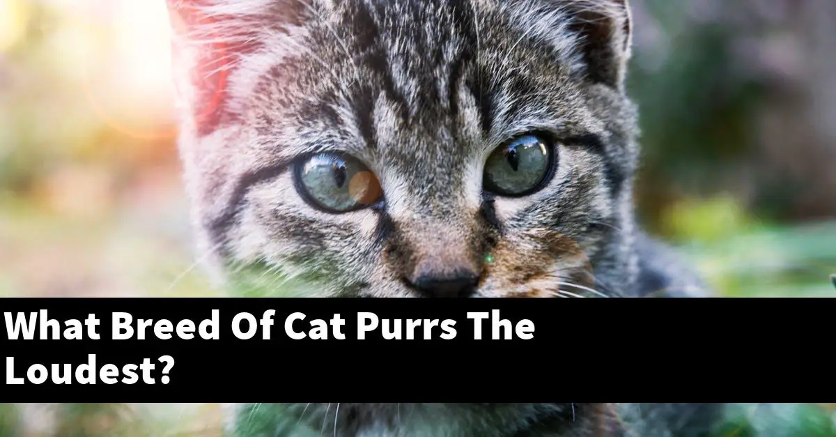 What Breed Of Cat Purrs The Loudest?