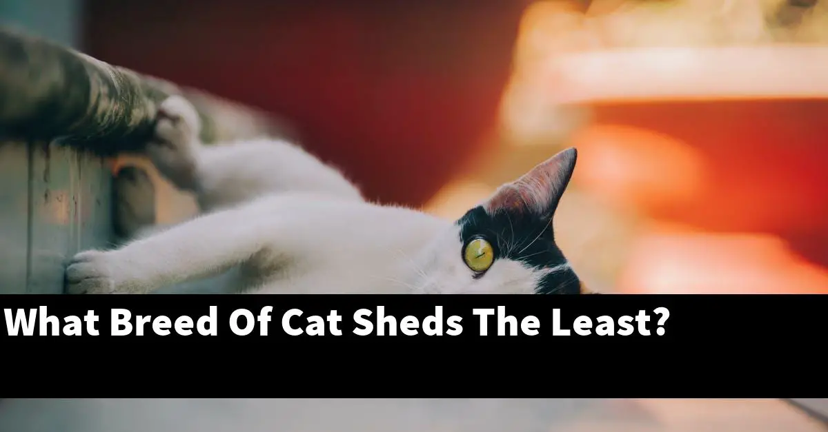 What Breed Of Cat Sheds The Least?