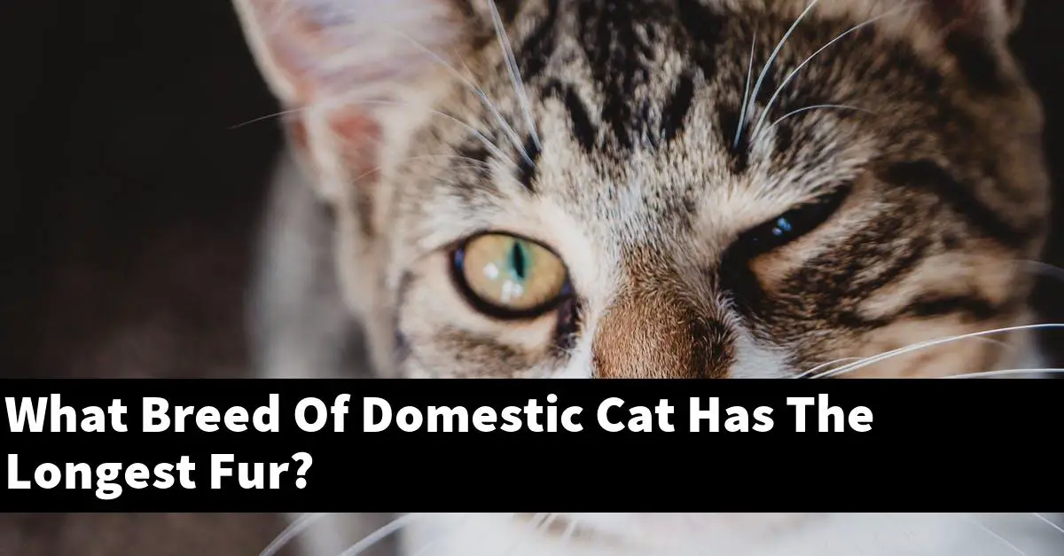 What Breed Of Domestic Cat Has The Longest Fur?
