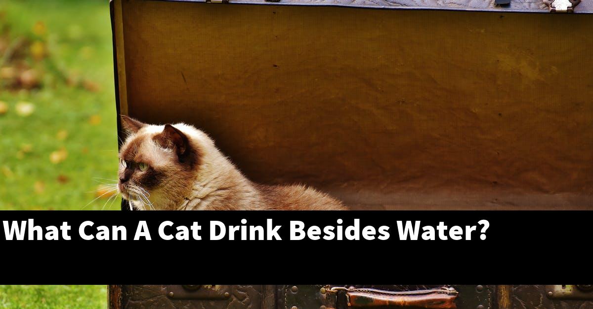 What Can A Cat Drink Besides Water?