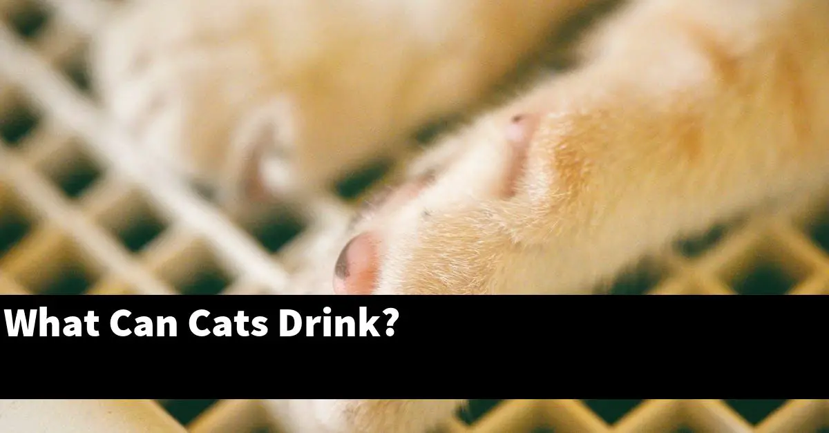 What Can Cats Drink?