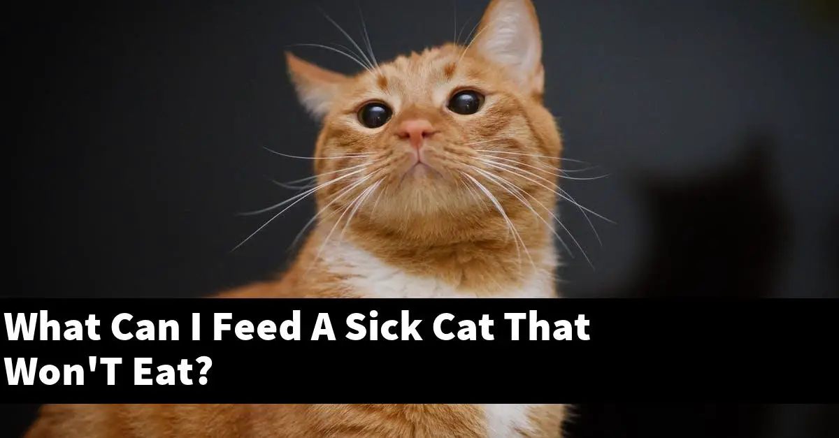 What Can I Feed A Sick Cat That Won'T Eat?