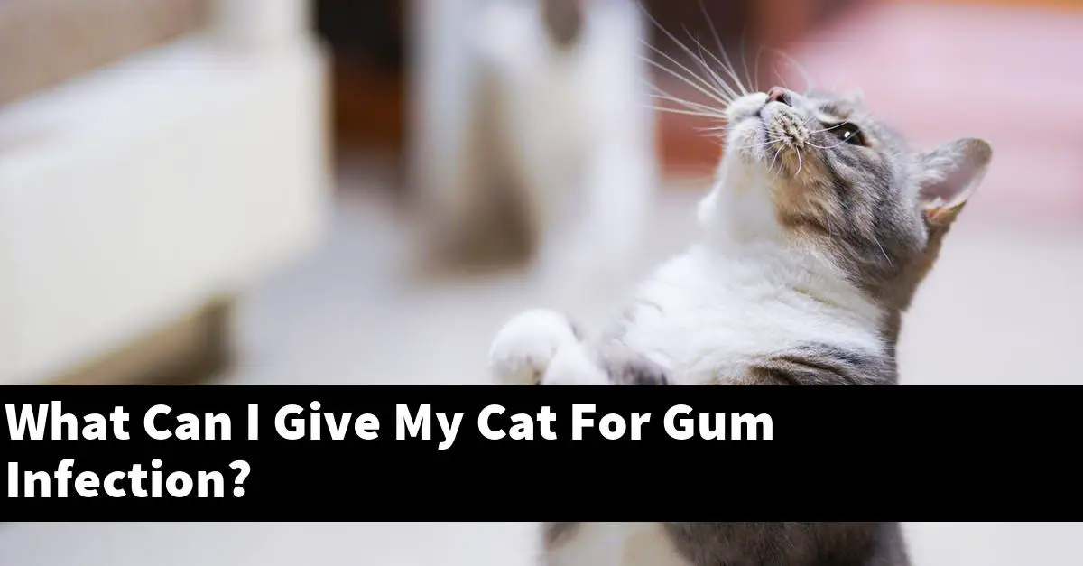 What Can I Give My Cat For Gum Infection?