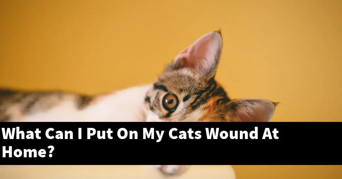 What Can I Put On My Cats Wound At Home?