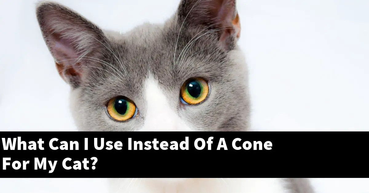 What Can I Use Instead Of A Cone For My Cat?