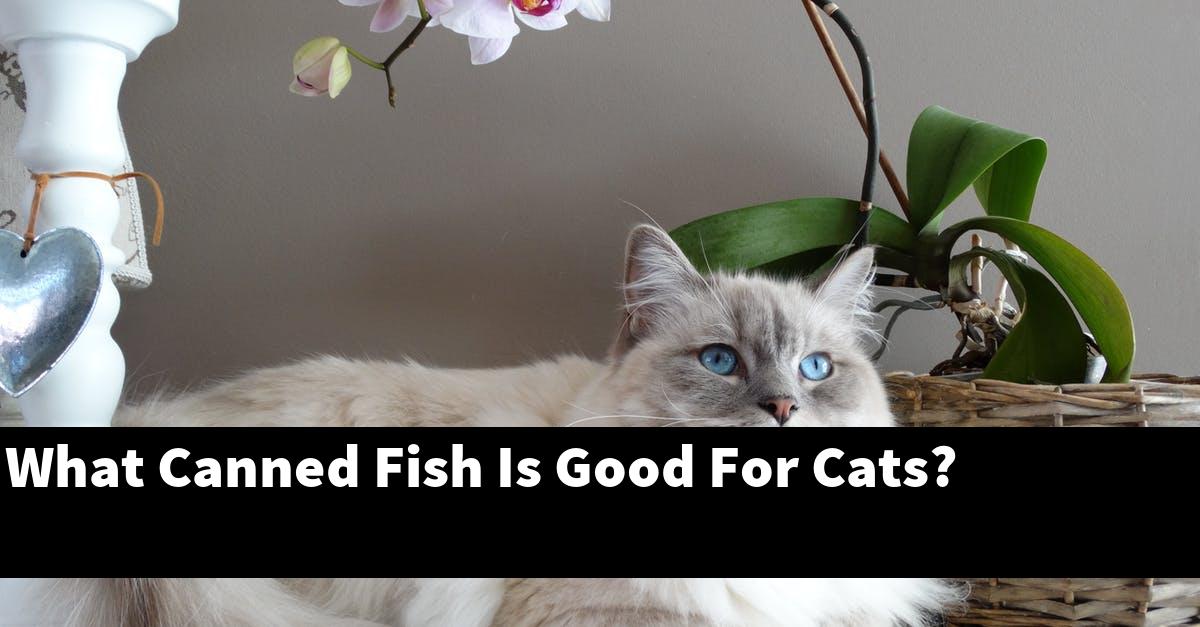 What Canned Fish Is Good For Cats?