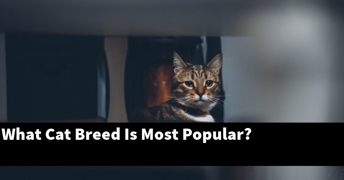 What Cat Breed Is Most Popular?