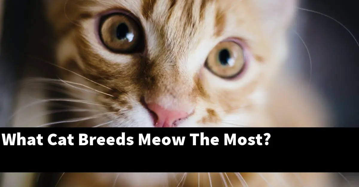 What Cat Breeds Meow The Most?